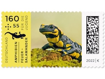 Feuersalamander nach einer Vorlage