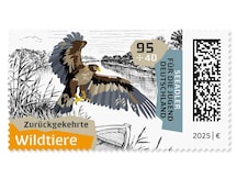 Seeadler